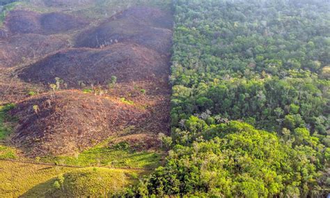 What Causes Rainforest Deforestation